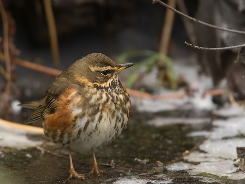 Turdus iliacus Redwing Koperwiek